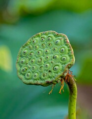 Lotus Seed Head - A Close-Up of Natures Geometry.