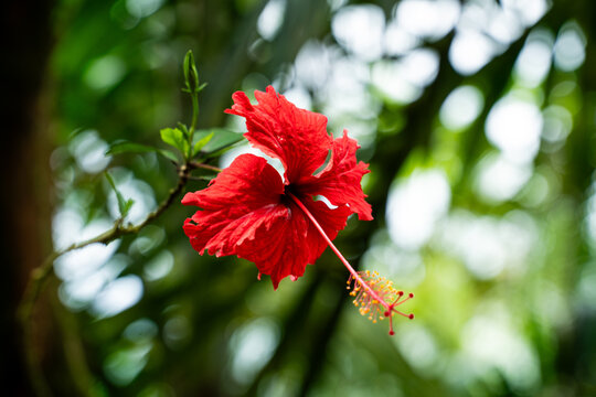 red maga flower of Puerto Rico 