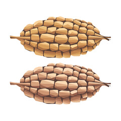 Two large pinecones isolated on white background, Vector, illustration