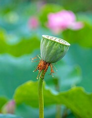 Lotus Seed Head in Bloom - A Serene Aquatic Scene.