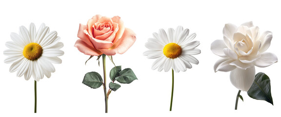 Białe kwiaty wyodrębnione z tła, idealne do projektów graficznych