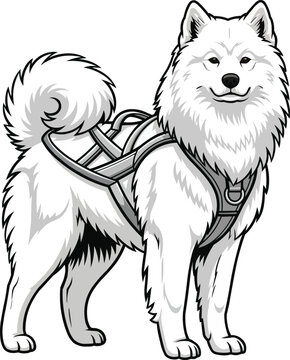 Samoyed dog standing wearing harness sled dog working stance
