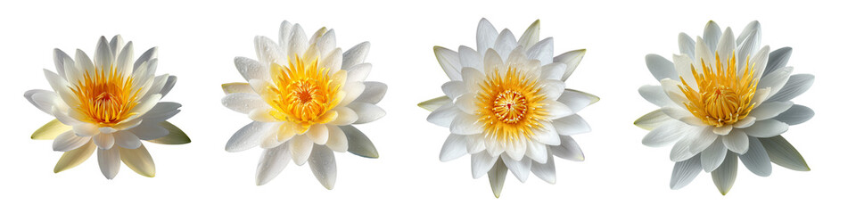 Białe kwiaty lilii wodnej z żółtym środkiem na przezroczystym tle