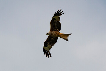 Obraz premium Milan royal