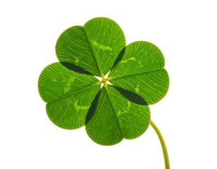 Lucky Four-Leaf Clover on White Background for Good Fortune.