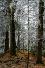 Obraz premium Wurzel Pfad im Winter