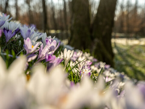 A field of white and purple crocus flowers in sunlight. Cassacco,Udine,Friuli Venezia Giulia,Italy