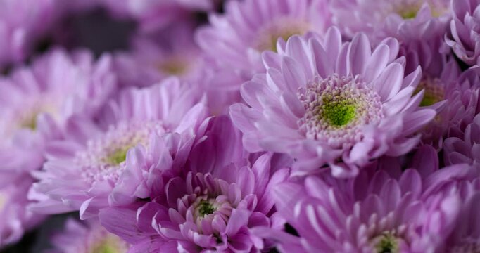bush chrysanthemums gathered in large quantities in a bouquet for giving on holidays, a huge bouquet with bright, fresh and fragrant chrysanthemums