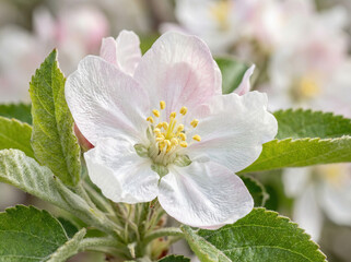 Obraz premium Apple blossom flower closeup with white petals and green leaves 
