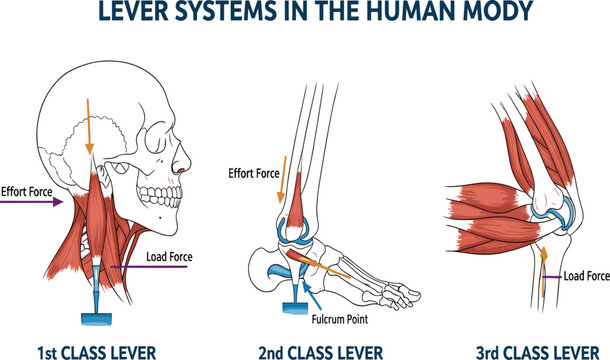 Anatomy diagram illustrating first second and third class lever systems in the human body showing muscle effort force load and fulcrum point for education