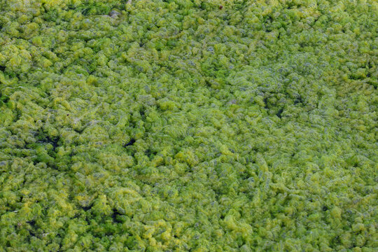 Algae have proliferated and attached themselves to damp surfaces or in puddles.