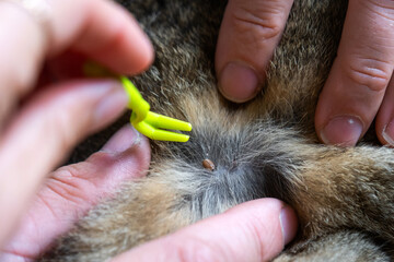 Forceps for removing a tick from a cat's skin close-up