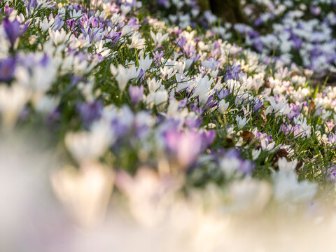 A field of white and purple crocus flowers in bloom. Cassacco,Udine,Friuli Venezia Giulia,Italy