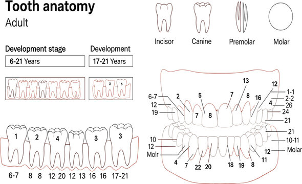 Detailed adult tooth anatomy chart featuring dental development stages tooth types and numbering for professional medical dental education