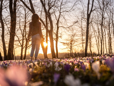 A woman stands in a field of crocuses at sunset, facing away from the viewer. Bare trees are silhouetted against the sky. Cassacco,Udine,Friuli Venezia Giulia,Italy