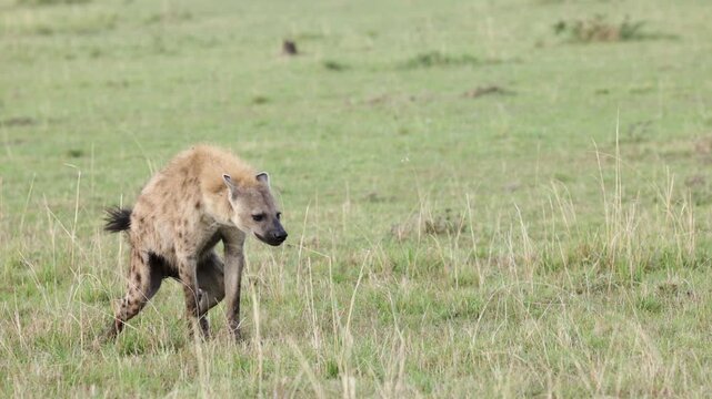 Slow motion female spotted hyena scent-marking with pseudo penis in Masai Mara grassland
