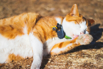 누워서 그루밍하는 방울목걸이 고양이