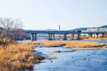 대구 북구 금호강 겨울