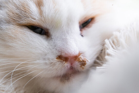 Purulent snot from the nose of a white cat, veterinary treatment of allergies, runny nose, infectious and viral inflammation