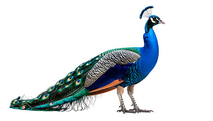 Naklejka premium A vibrant peacock displays its shimmering blue, green, and gold plumage, profile view