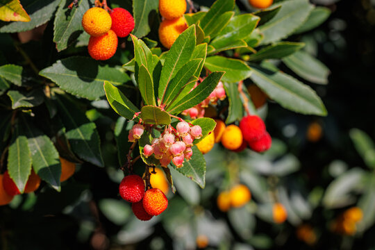 Fruiting Arbutus Unedo Tree with Red and Orange Berries