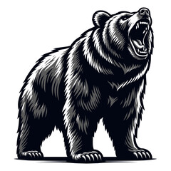 Bear vector and illustration.