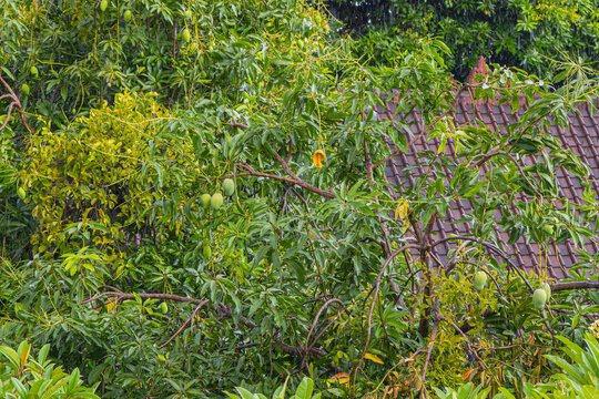 Mango tree with ripening fruits