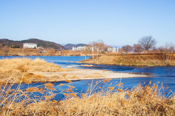 대구광역시 북구 금호강 갈대거리