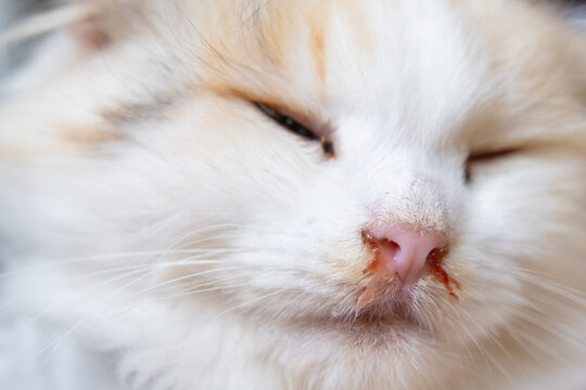 Bloody snot from the nose of a white cat, veterinary treatment of allergies, runny nose, damage to the nasal septum, inflammation and infection