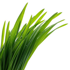 Obraz premium A close-up view of vibrant green grass blades against a solid black background