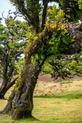 Fanal Forest is a magical fairytale forest and sight attraction on Madeira Island Portugal. Clouds and Fog in the amongst the 600 year old Laurisilva trees create a mystic green, dewy atmosphere. Old 