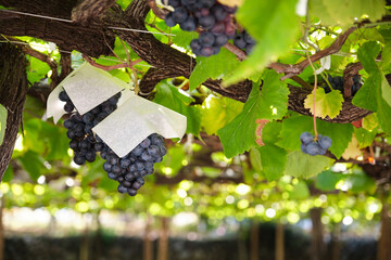 Obraz premium Growing grapes on the vine, protected by paper bags in a Japanese vineyard
