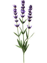 Obraz premium Lavender flower stem with purple blossoms and green leaves, botanical plant isolated on transparent background.