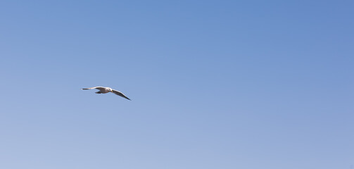 Obraz premium Seagull flying in clear blue sky with copy space, minimal freedom concept