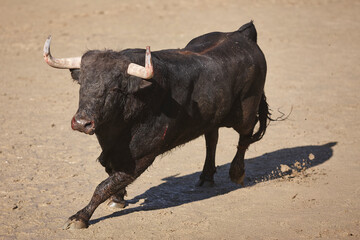 Fighting bulls in the arena. Bullring. Toro bravo. Spain