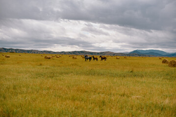 Obraz premium Horses running through a hay field with mountains. Dramatic cloudy sky. Dynamic rural landscape with haystacks and galloping animals.Nature background for travel and freedom concepts.Kazakhstan steppe