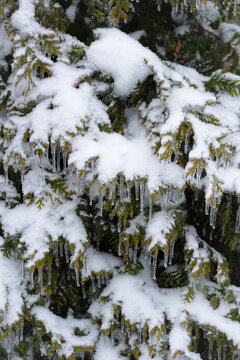 Freezing rain. Close-up view of thuja tree branches in ice glaze and snow. Glazed frost or verglas natural occurrence