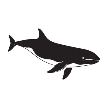 Black Cuvier&rsquo;s beaked whale Silhouette Vector Illustration design, Solid White Background