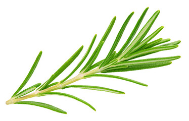 Obraz premium Fresh green rosemary isolated on a transparent background. Rosemary with PNG. Rosemary full macro photo