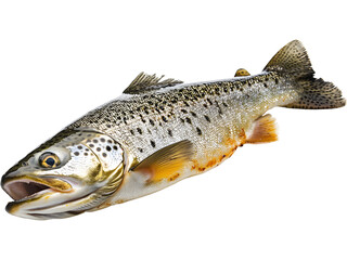 Obraz premium Raw whole fish isolated on transparent background. Fresh seafood product photo for food design, menu visuals and culinary concepts.