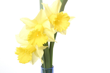 Daffodils on a white background
