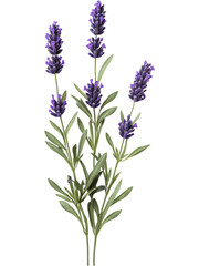 Obraz premium Lavender flower stem with purple blossoms and green leaves, botanical plant isolated on transparent background.
