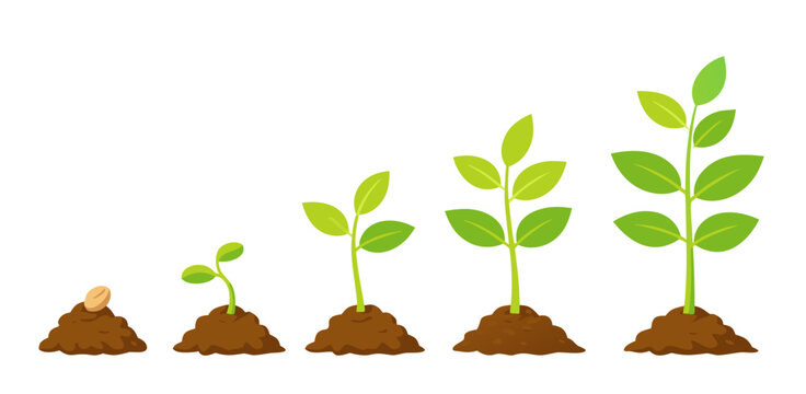 Growth stages illustration from seed to sprout and young plant, leaves increasing above brown soil mounds in a timeline; concept of development, progress, sustainability and renewal.