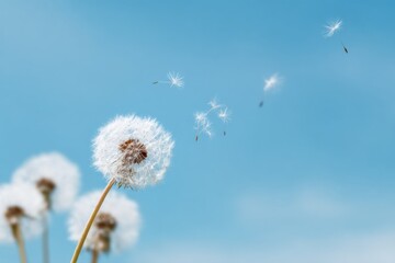 Dandelion seeds in blue sky breeze