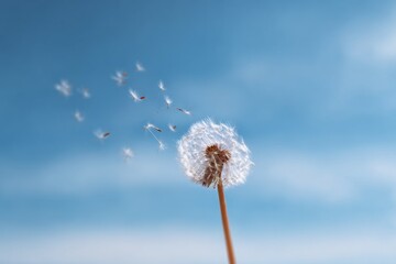 Fototapeta premium Dandelion seeds blowing in blue sky breeze