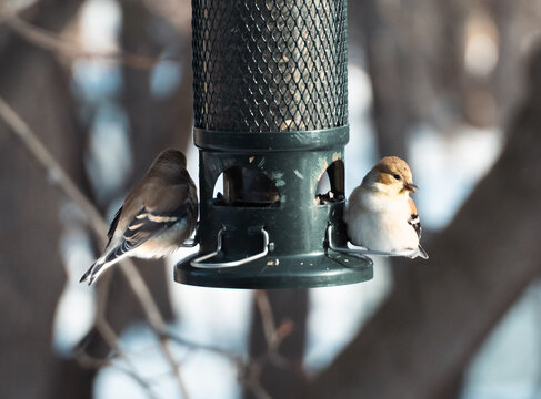Two small birds perched on backyard feeder in winter, Carleton Place, Ontario, Canada
