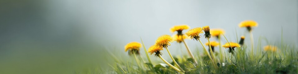 Obraz premium Bright yellow dandelions in lush green grassy field in full bloom