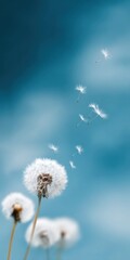 Obraz premium Delicate dandelion seeds floating in the breezy blue sky
