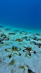 Vertical underwater scene with many starfish resting on a sandy seabed. Minimal marine composition with blue water gradient creates a calm background perfect for vertical wallpaper or mobile screen.