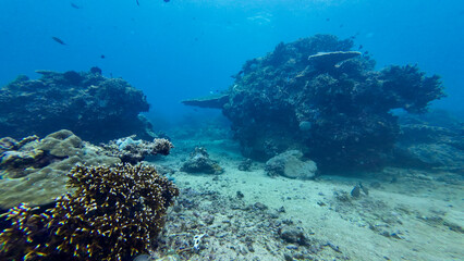 Wide underwater view of a tropical coral reef landscape in clear blue water. Marine scene shows reef formations, sandy bottom and small fish in a natural ocean environment.